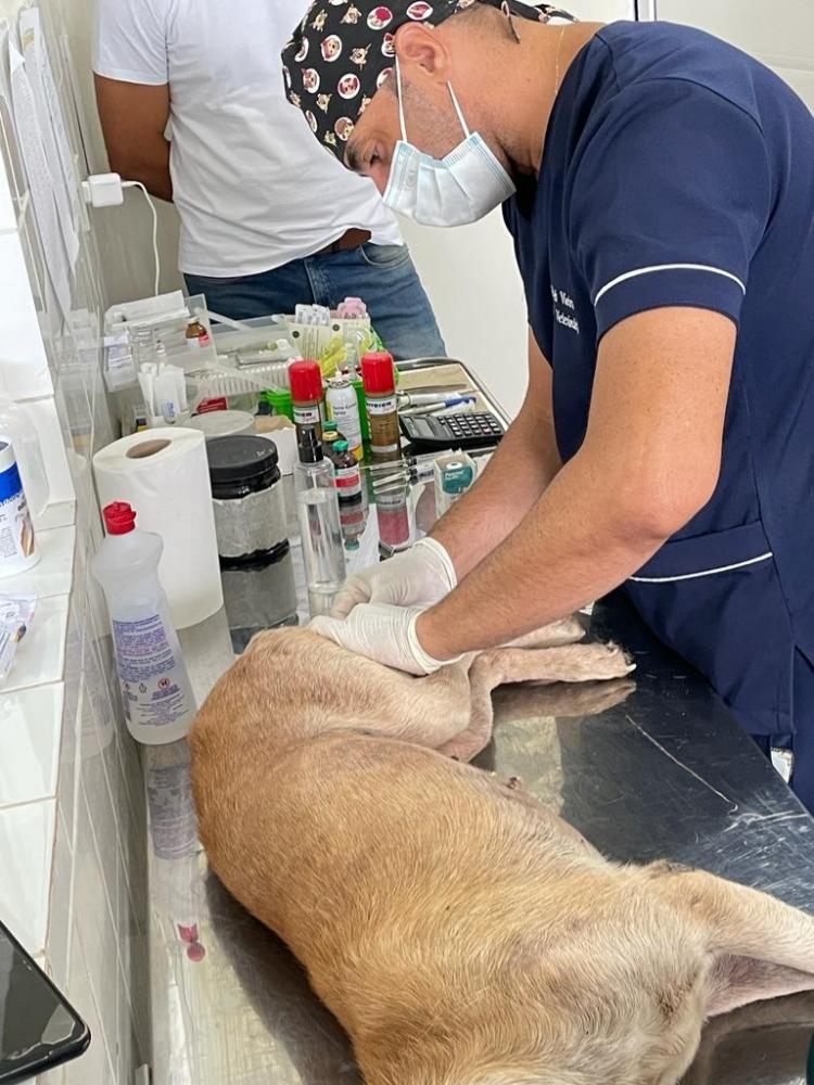 Canil Municipal atinge mil castrações e mostra compromisso com a diminuição de cães nas ruas de Patos