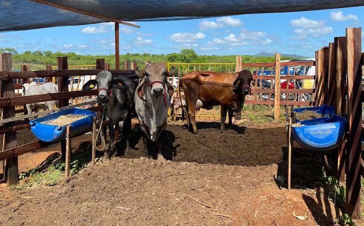 Expo Pombal 2023: programação terá exposição de animais, palestras e concurso de queijos artesanais